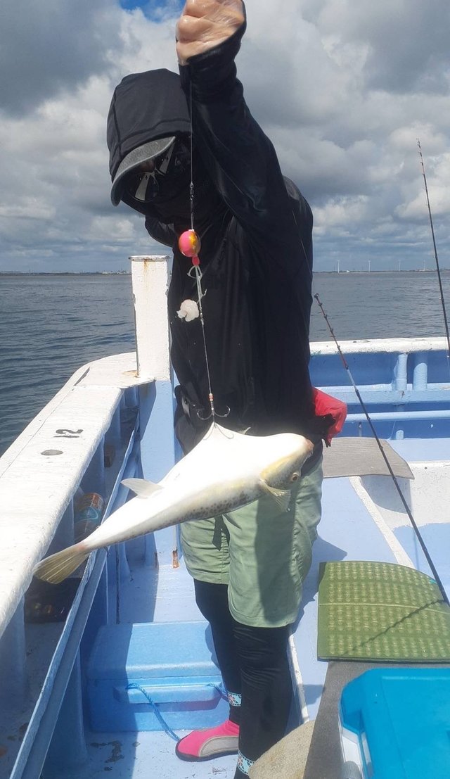 ショウサイフグ