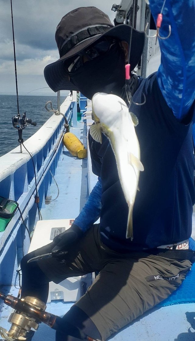 ショウサイフグ