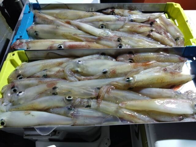 イカ(ヤリイカ)