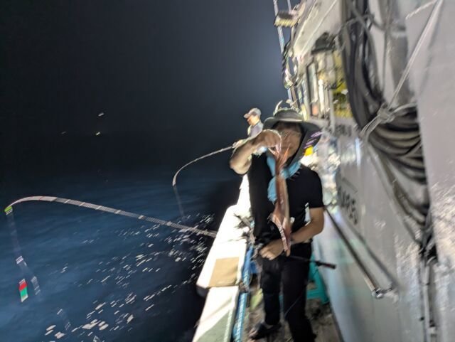 マイカ(ケンサキイカ)