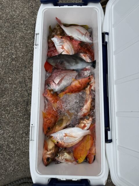 レンコ(キダイ)・チダイ・キジハタ・チカメキントキ・カサゴ・オキメバル(ウスメバル)