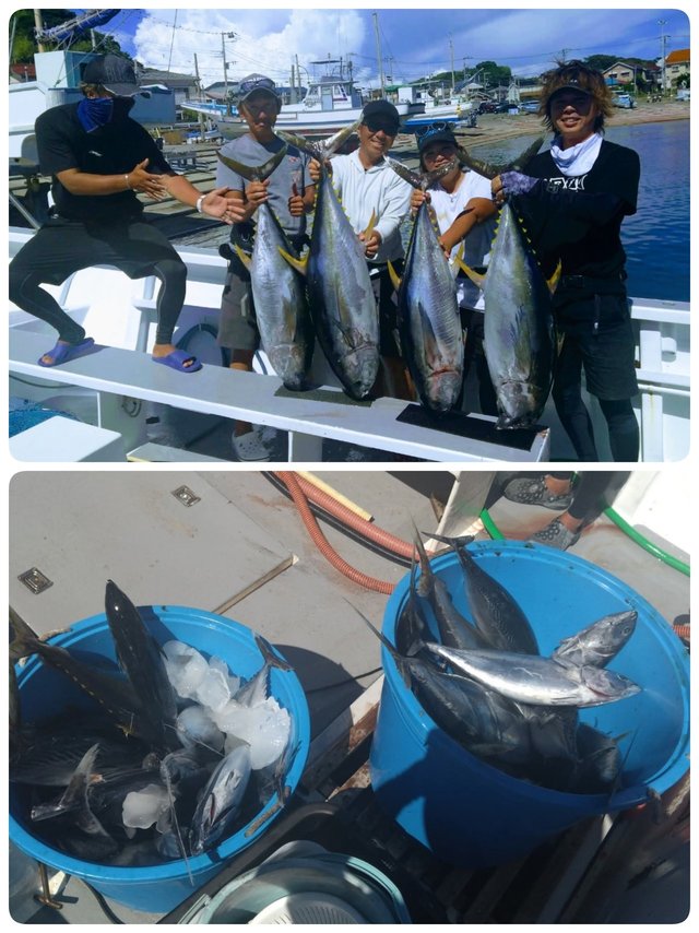 キハダマグロ(キハダ)