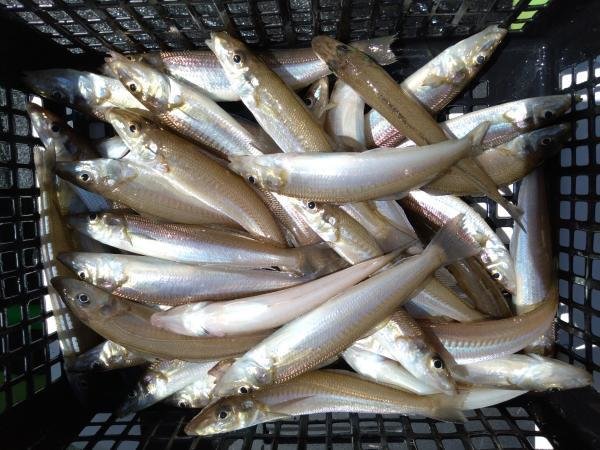 シロキス(シロギス)