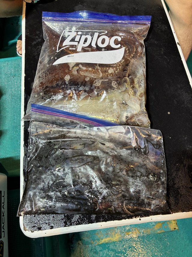 アカイカ(ケンサキイカ)