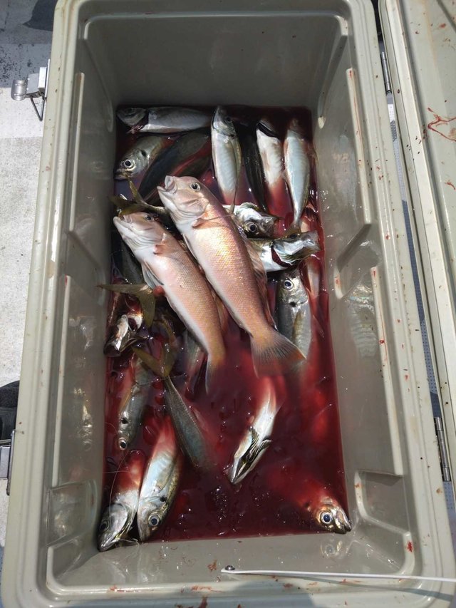 アジ(マアジ)・シロアマダイ