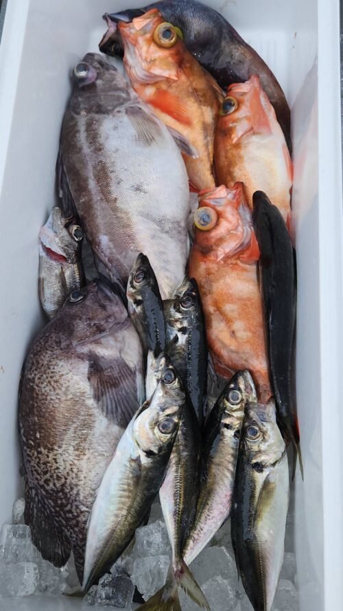 アジ(マアジ)・マゾイ(キツネメバル)・オキメバル(ウスメバル)