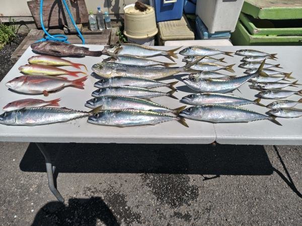 マダイ・サバ(ゴマサバ)