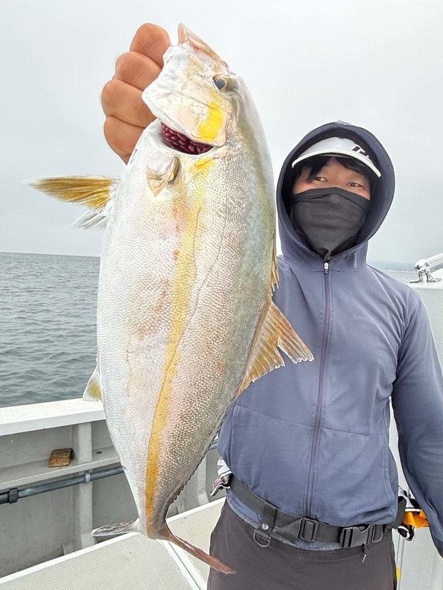 ショゴ(カンパチ)