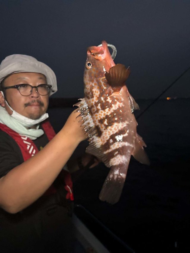 アコウ(キジハタ)