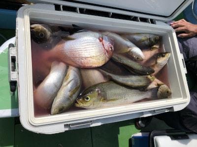 チダイ・イサギ(イサキ)