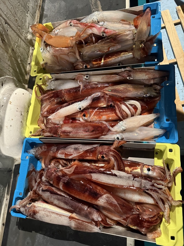 アカイカ(ケンサキイカ)