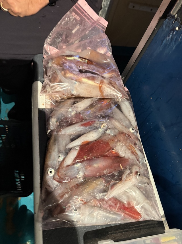 アカイカ(ケンサキイカ)