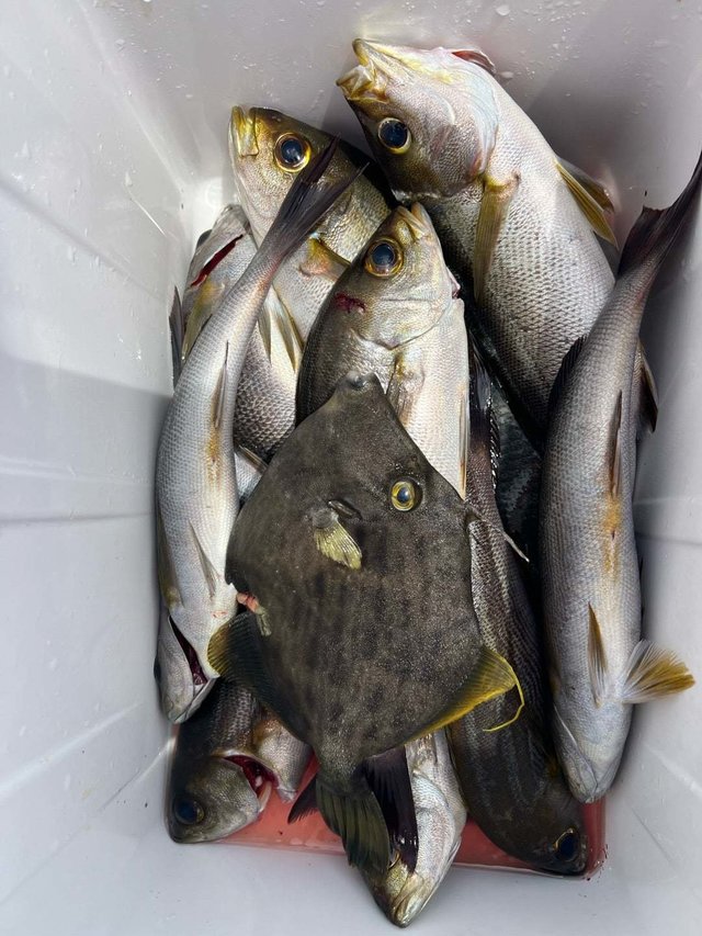 イサキ・カワハギ