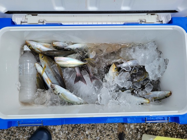 マアジ・イサキ