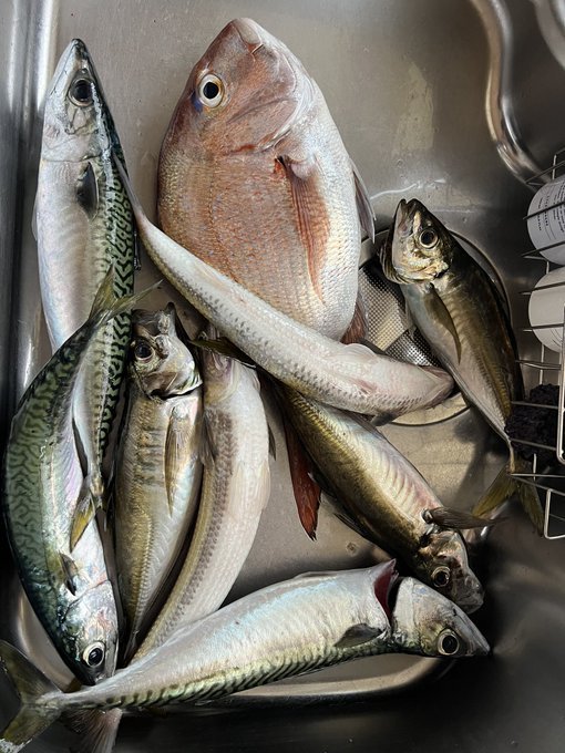 マダイ・アジ(マアジ)・マサバ・エソ(マエソ)