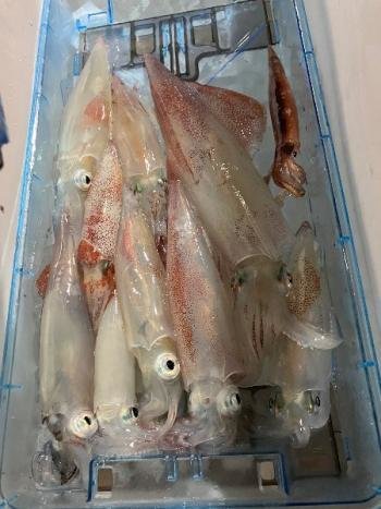 マイカ(ケンサキイカ)