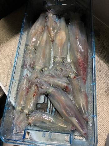 マイカ(ケンサキイカ)