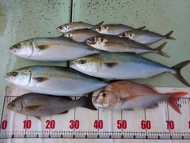 タイ(マダイ)・アジ(マアジ)・ハマチ(ブリ)・イサギ(イサキ)