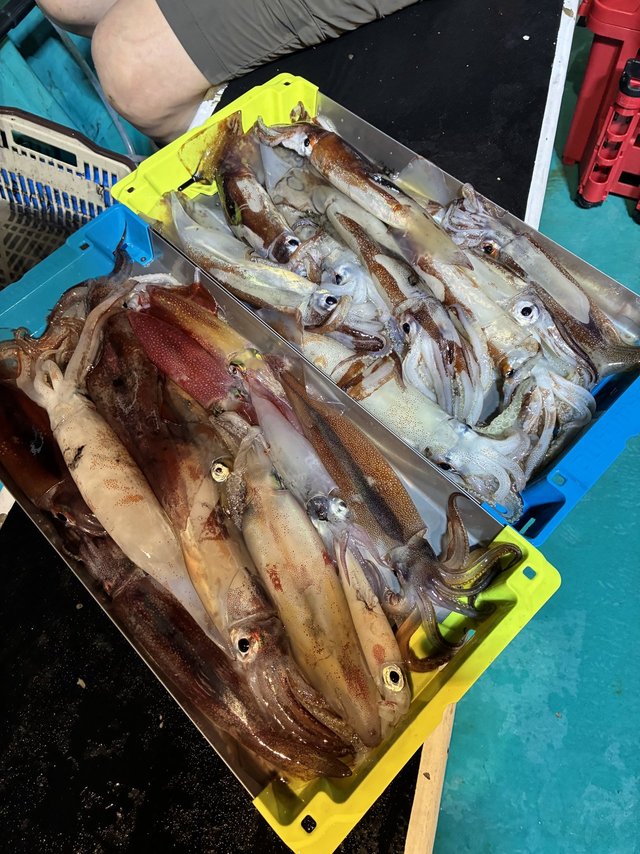 アカイカ(ケンサキイカ)