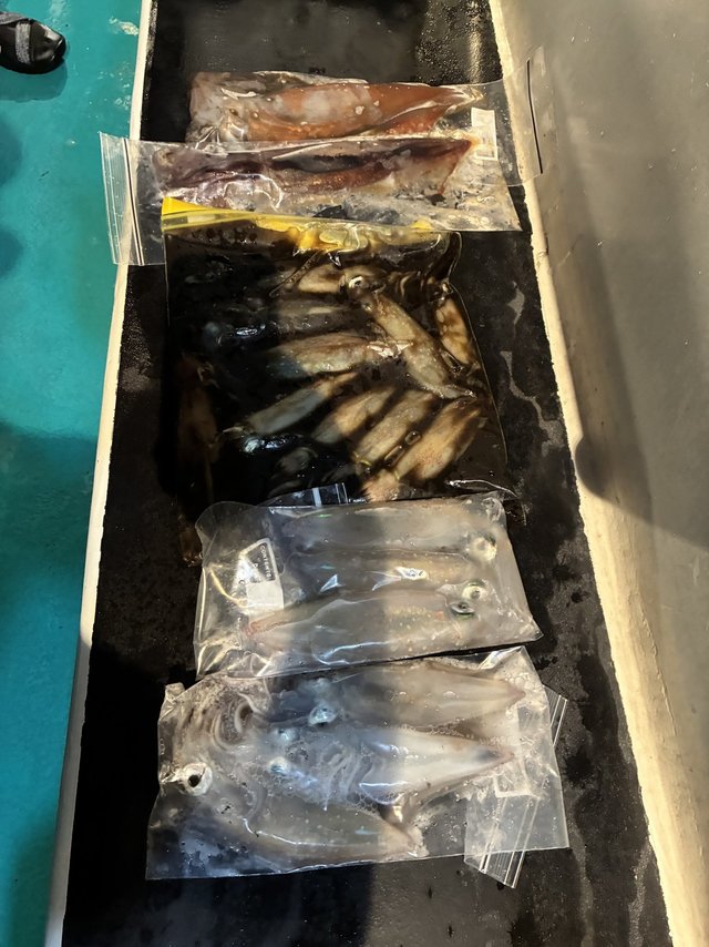 アカイカ(ケンサキイカ)