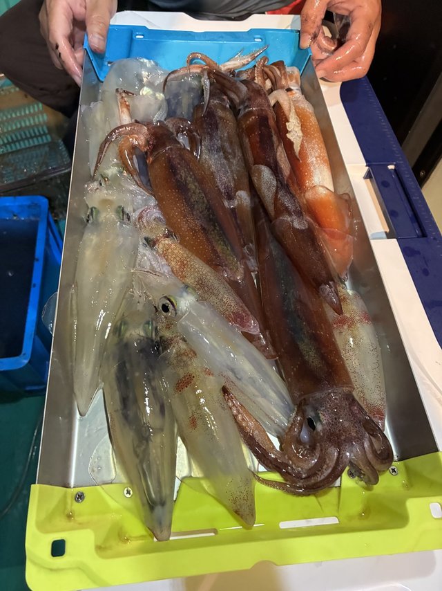 アカイカ(ケンサキイカ)