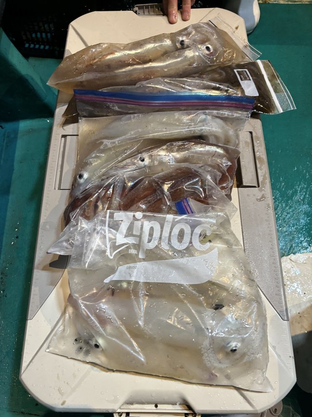 アカイカ(ケンサキイカ)