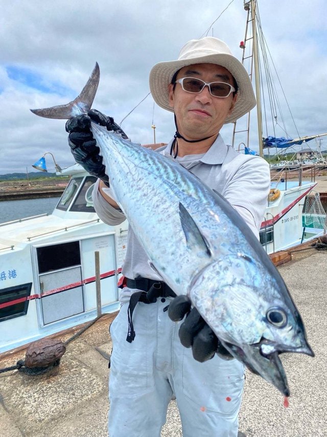 スマガツオ(スマ)