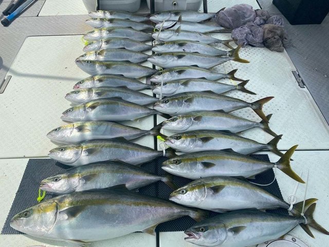 ハマチ(ブリ)・タコ(マダコ)