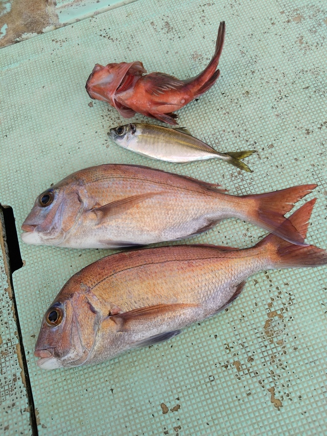 タイ(マダイ)・アジ(マアジ)