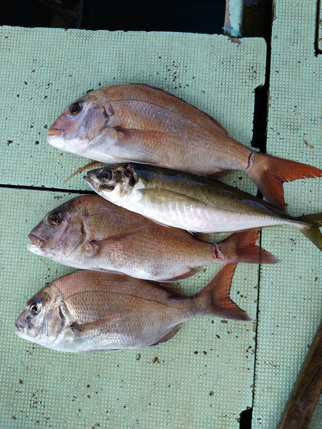 タイ(マダイ)・アジ(マアジ)