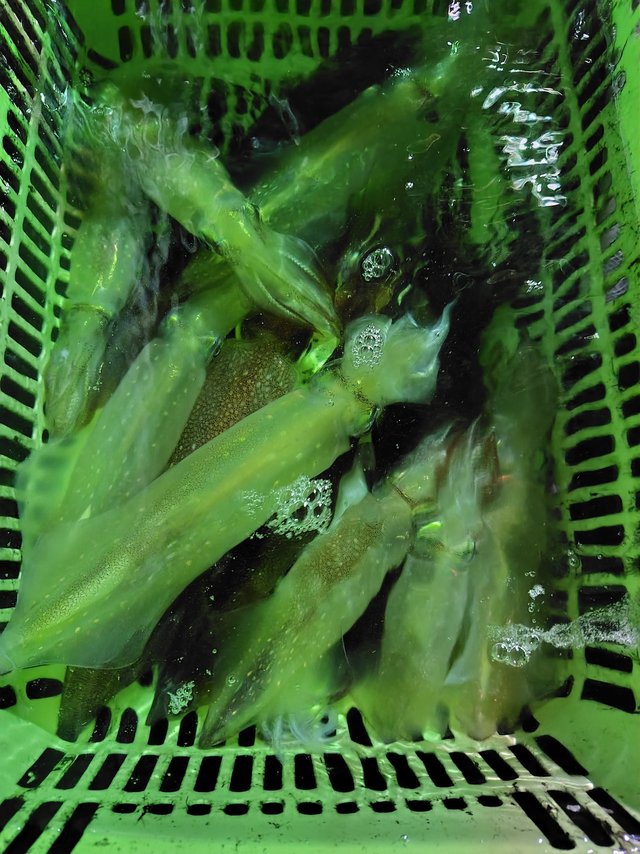 シロイカ(ケンサキイカ)