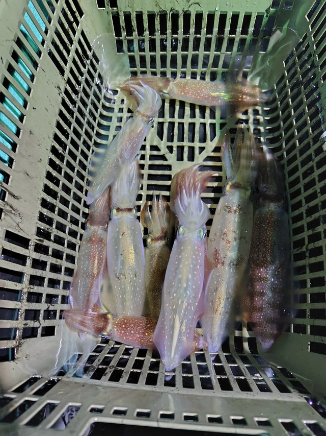 シロイカ(ケンサキイカ)