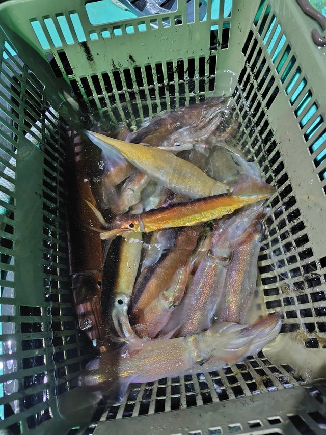 シロイカ(ケンサキイカ)