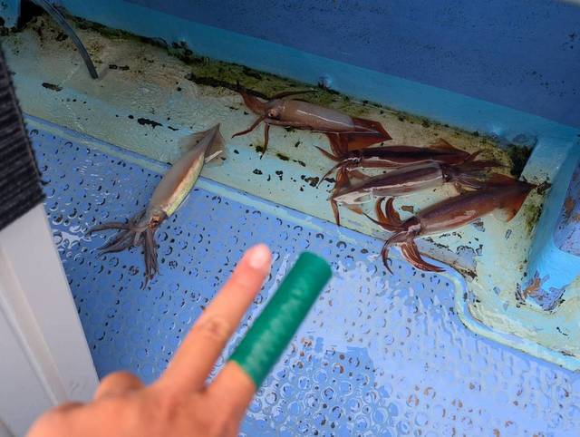 スルメ(スルメイカ)