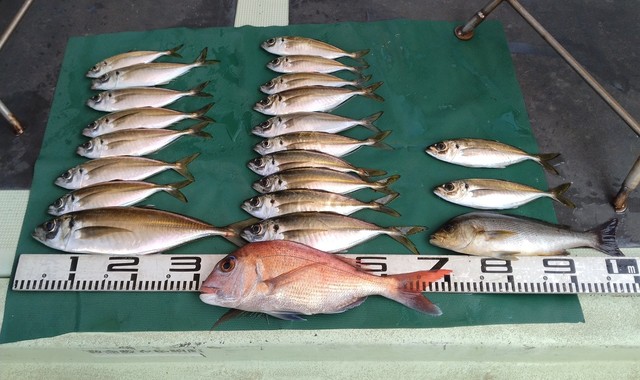 マダイ・マアジ・イサキ