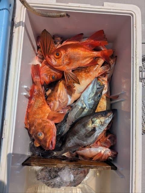 アラ・チカメキントキ・ウッカリカサゴ・メバル・マゾイ(キツネメバル)・サバ(ゴマサバ)