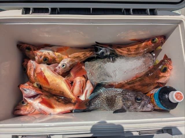 アラ・チカメキントキ・ウッカリカサゴ・メバル・マゾイ(キツネメバル)・サバ(ゴマサバ)