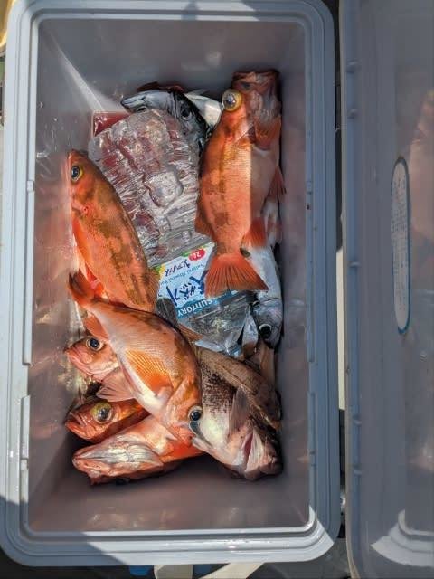 メバル・サバ(ゴマサバ)