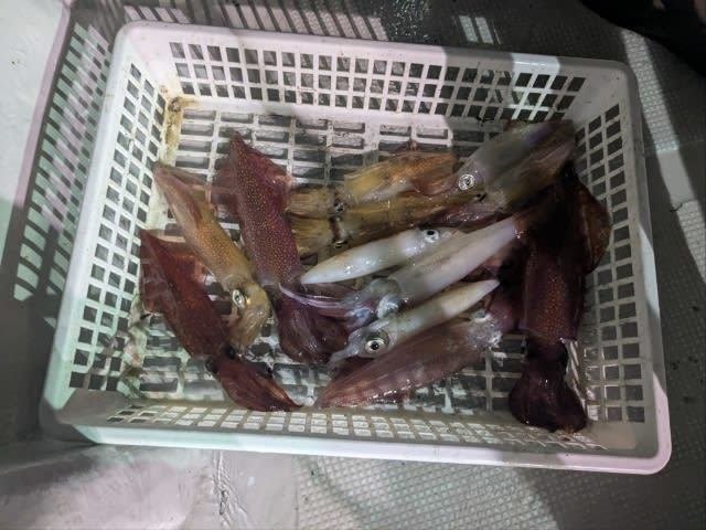 アカイカ(ケンサキイカ)