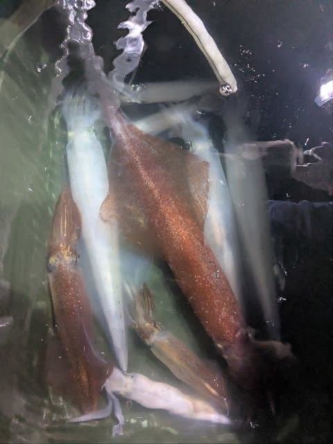 アカイカ(ケンサキイカ)