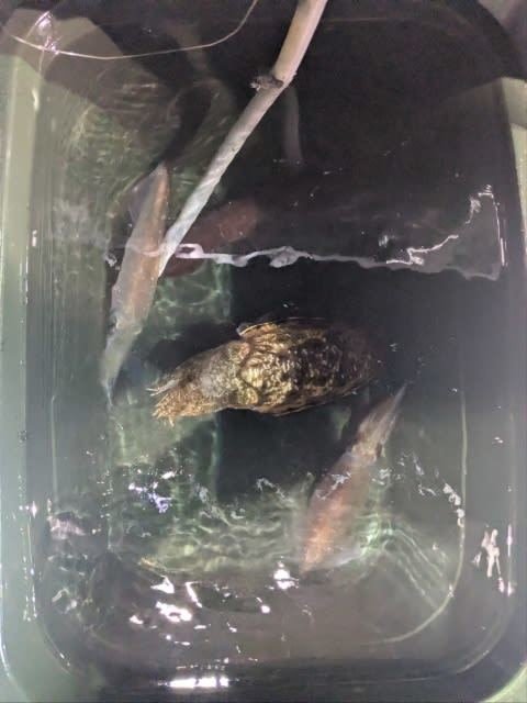 アカイカ(ケンサキイカ)