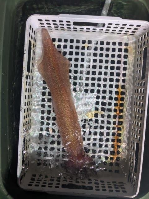 アカイカ(ケンサキイカ)