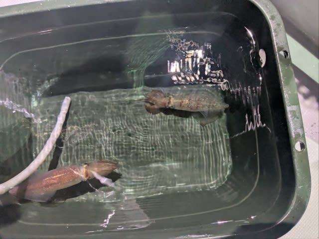 アカイカ(ケンサキイカ)