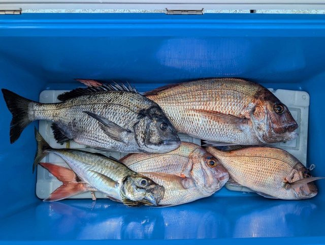 マダイ・クロダイ・アジ(マアジ)