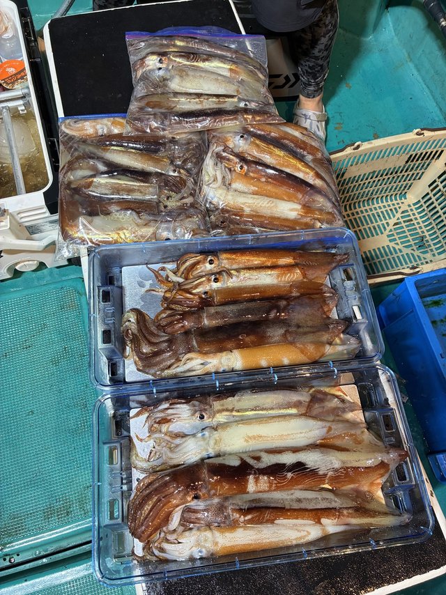 アカイカ(ケンサキイカ)・スルメイカ