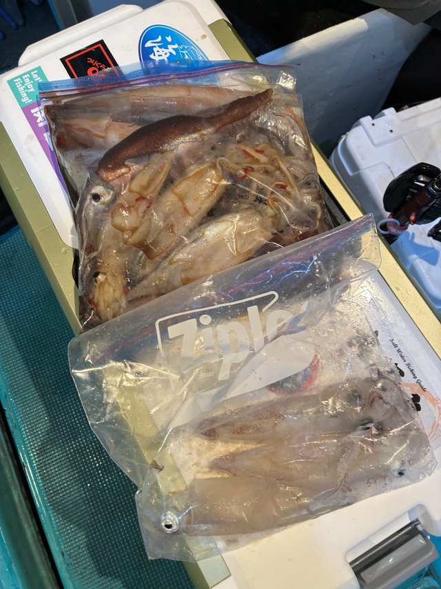 アカイカ(ケンサキイカ)・スルメイカ