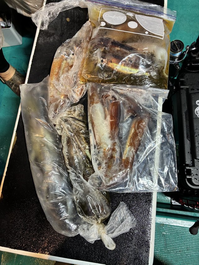 アカイカ(ケンサキイカ)・スルメイカ