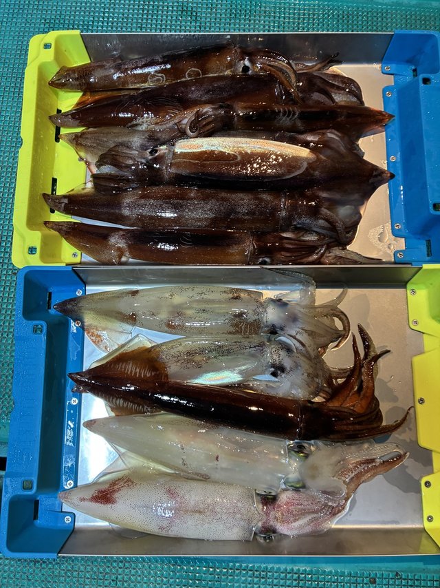 アカイカ(ケンサキイカ)・スルメイカ