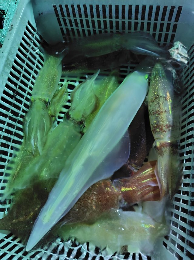 シロイカ(ケンサキイカ)・スルメイカ