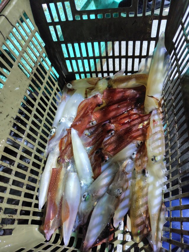 シロイカ(ケンサキイカ)